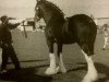 Deckhengst Torrs Jubilant (Clydesdale, 1986, von Torrs Jubilee)