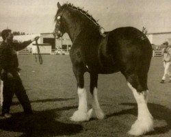 Deckhengst Torrs Jubilant (Clydesdale, 1986, von Torrs Jubilee)