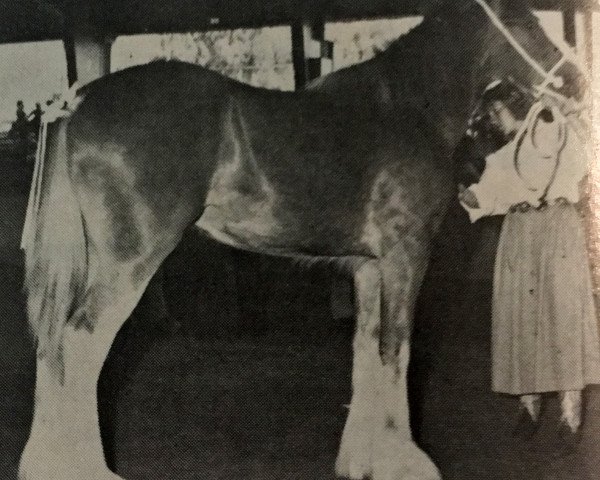 broodmare Golden Rose 12226 (Clydesdale, 1983, from Greendykes Golden Arrow)