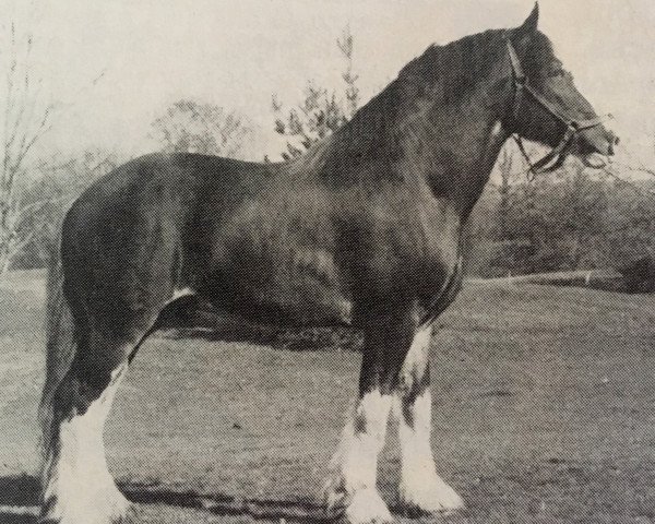 stallion Ogdensburg Nobleman (Clydesdale, 1979, from Doura Perfect Motion)