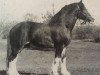 stallion Ogdensburg Nobleman (Clydesdale, 1979, from Doura Perfect Motion)