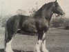 Deckhengst Ogdensburg Nobleman (Clydesdale, 1979, von Doura Perfect Motion)