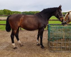 broodmare Raissa (Hanoverian, 2004, from Rotspon)