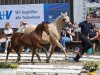 Dressurpferd Der kleine Glückspilz (Deutsches Reitpony, 2018, von D-Power AT)