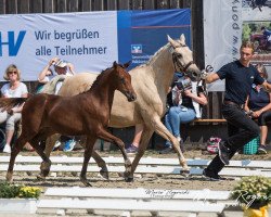 dressage horse Der kleine Glückspilz (German Riding Pony, 2018, from D-Power AT)