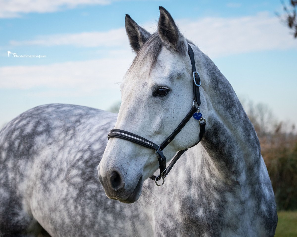 Springpferd Castallina Classica (Holsteiner, 2010, von Clintord II)