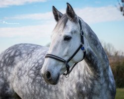 jumper Castallina Classica (Holsteiner, 2010, from Clintord II)