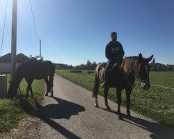 Pferd Romanze 351 (Schweizer Warmblut, 1995, von Rocky de Baussy)