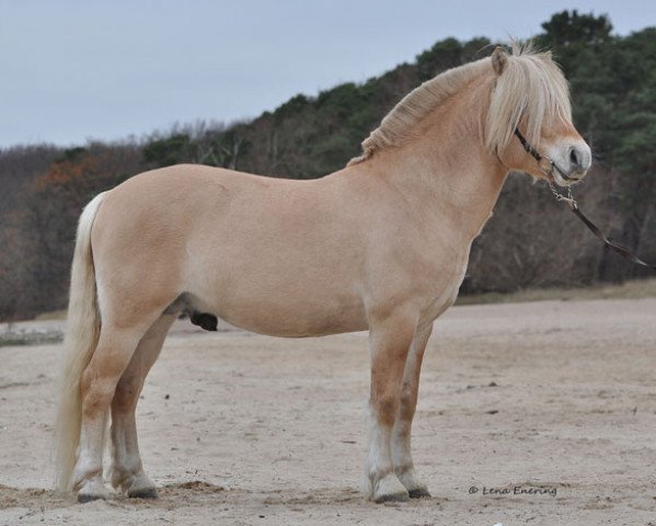 stallion Gulmåras Eld (Fjord Horse, 2014, from Bacchus Grönkulla)