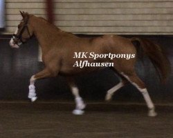 Springpferd Monty (Deutsches Reitpony, 2011, von Manchester)