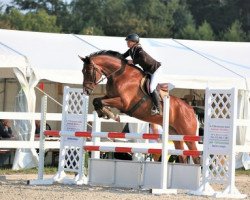 jumper Aragon XIV CH (+) (Swiss Warmblood, 2004, from Alabaster)