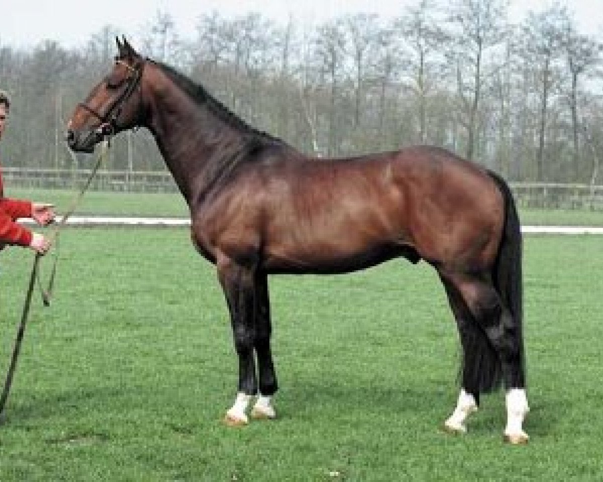 Deckhengst Henzo (KWPN (Niederländisches Warmblut), 1989, von Boreas)