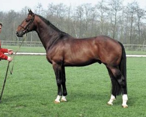 stallion Henzo (Dutch Warmblood, 1989, from Boreas)