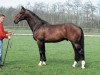 Deckhengst Henzo (Koninklijk Warmbloed Paardenstamboek Nederland (KWPN), 1989, von Boreas)