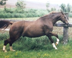 Pferd Glückspilz (Rheinländer, 1980, von Glücksklee)