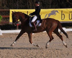 Springpferd Oxyle de Meuyrattes CH (Schweizer Warmblut, 2004, von Florestan I)