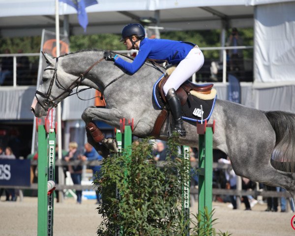 jumper Coear de Pirater Z (Zangersheide riding horse, 2013, from Calvados)