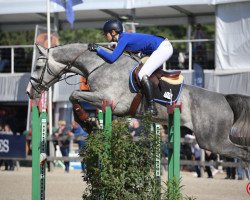 jumper Coear de Pirater Z (Zangersheide Reitpferd, 2013, from Calvados)