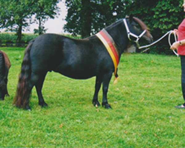 Zuchtstute Schnelten's Paeony (Shetland Pony, 1999, von Giegant v. Geldersoord)