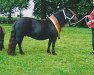 broodmare Schnelten's Paeony (Shetland Pony, 1999, from Giegant v. Geldersoord)