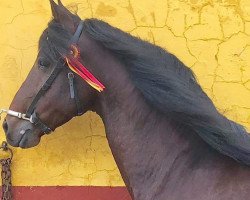 horse Tiovio (Lusitano,  )