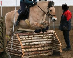 horse Lya vom Sueselerfeld (Fjord Horse, 2010, from Resen N.2673)