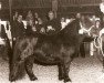 Zuchtstute Stelita of Transy (Shetland Pony, 1972, von Pericles of Netherley)