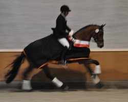 Zuchtstute Golden Lilly KWG (Schweizer Warmblut, 2010, von L'espoir)