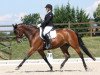 Dressurpferd Astranova Grande Kwg CH (Schweizer Warmblut, 2006, von Riccione)