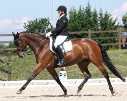 dressage horse Astranova Grande Kwg CH (Swiss Warmblood, 2006, from Riccione)