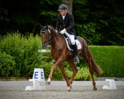 dressage horse Bretton Leaf KWG (Swiss Warmblood, 2012, from Bretton Woods)