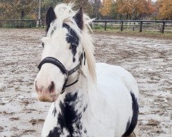 horse The Bingo Boy (Tinker / Irish Cob / Gypsy Vanner, 2009)