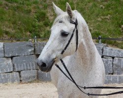 Zuchtstute Golden Rosanne KWG (Schweizer Warmblut, 1999, von Rohdiamant)