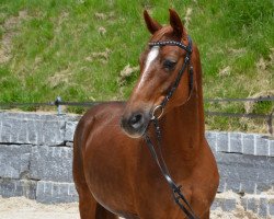 broodmare Rubinette KWG (Oldenburg, 2005, from Abanos)