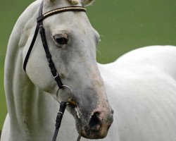 broodmare Golden Hill KWG (Westphalian, 1992, from Hill Hawk xx)