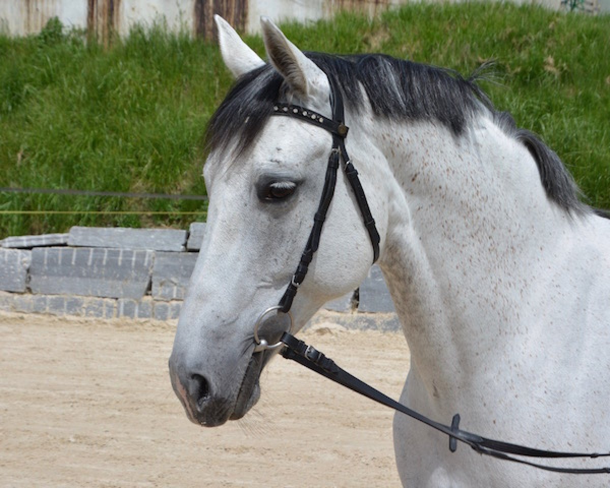 Zuchtstute Golden Rosa Lee KWG (Schweizer Warmblut, 2005, von Abanos)