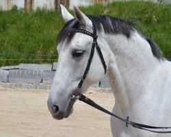 Zuchtstute Golden Rosa Lee KWG (Schweizer Warmblut, 2005, von Abanos)