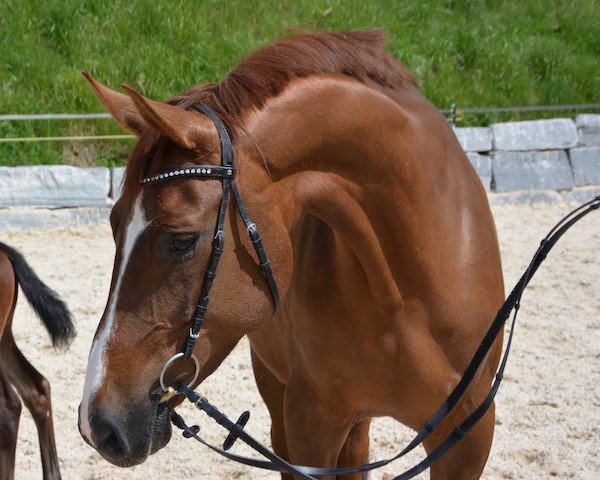 broodmare Diva Royal KWG (Oldenburg, 2007, from Samarant)