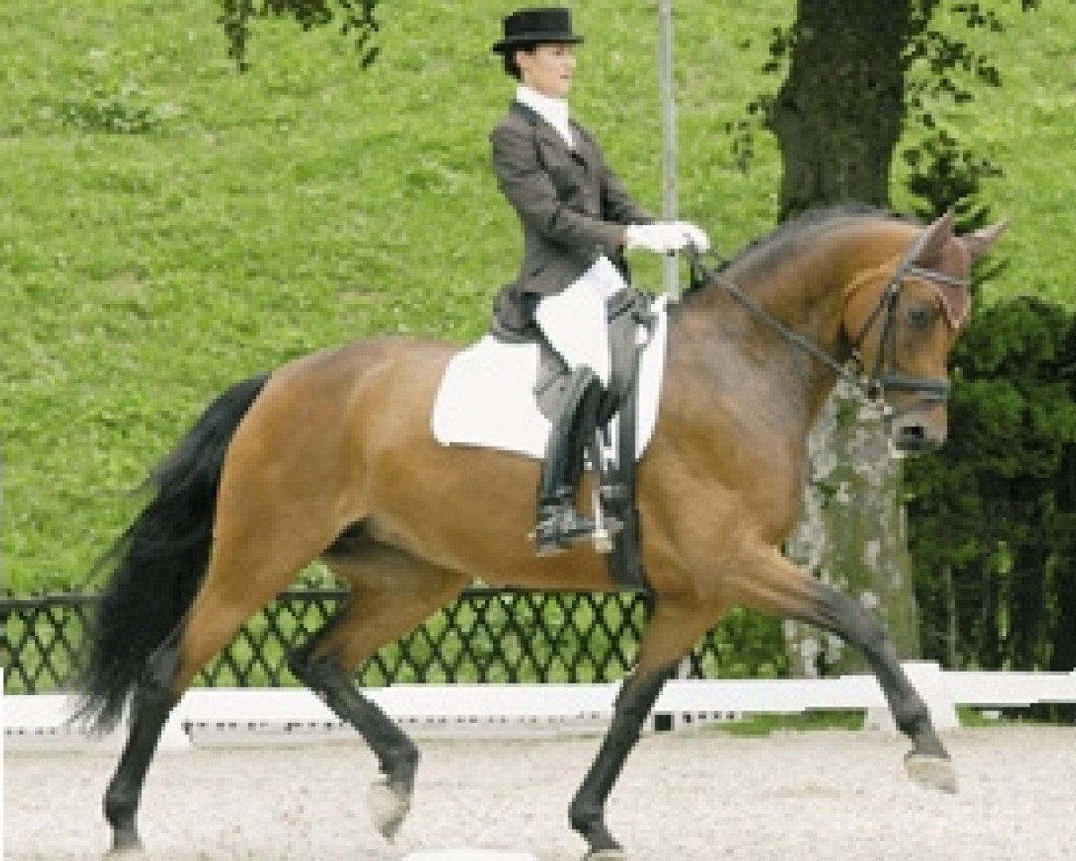 dressage horse Luna Rossa KWG CH (Swiss Warmblood, 1999, from Rohdiamant)