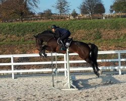 jumper Chapeau (Holsteiner,  , from Caretino Gold)