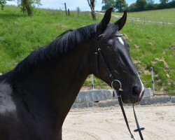 broodmare Dolly Dollar (Hanoverian, 2003, from Dressage Royal)