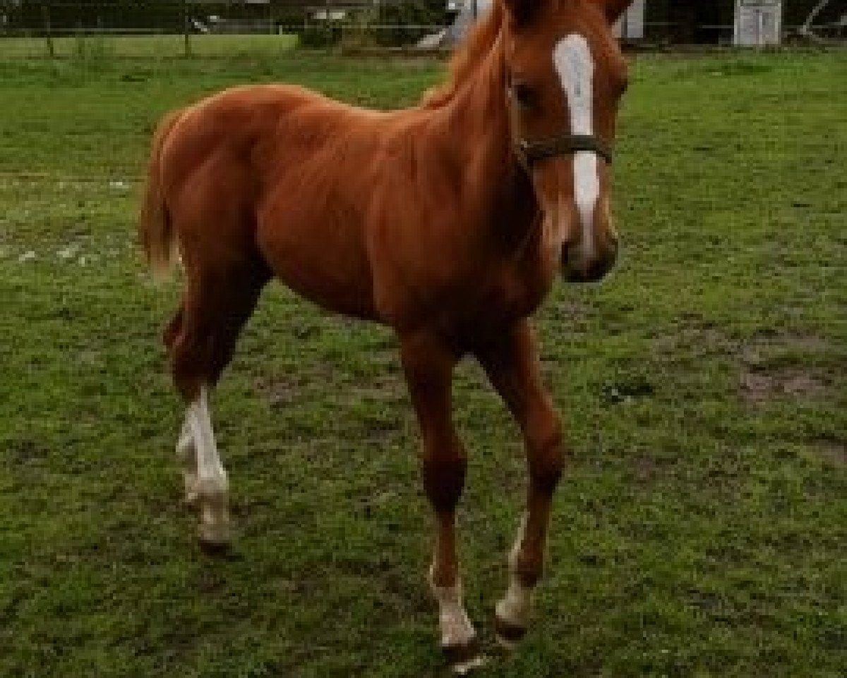 Pferd Stravinsky C (Belgisches Warmblut, 2018, von Quasimodo vd Molendreef)