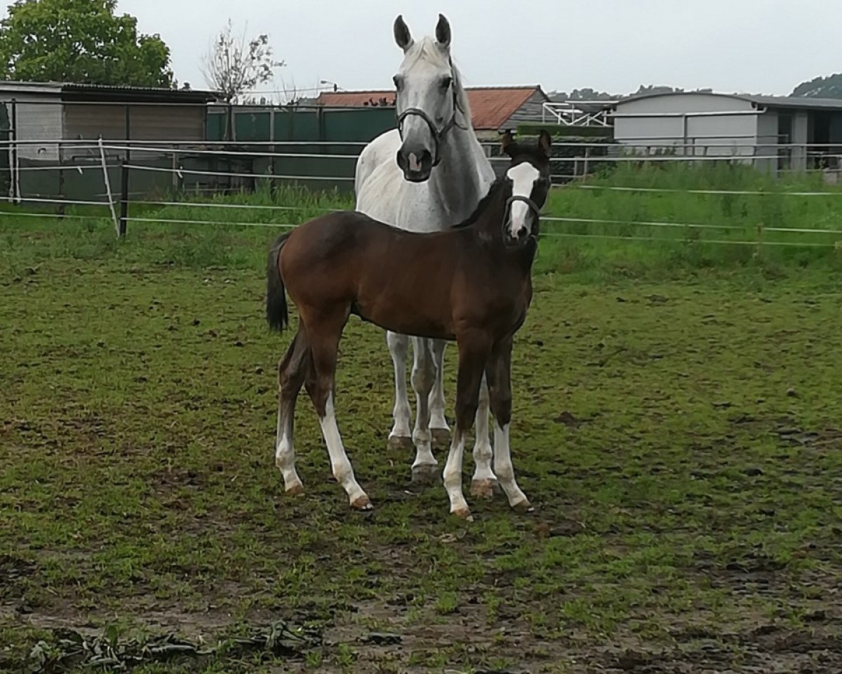 Pferd Scooby Doo C (Belgisches Warmblut, 2018, von Quasimodo vd Molendreef)