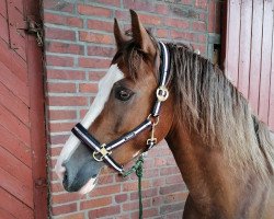 dressage horse Henschel´s Percival (Welsh-Cob (Sek. D), 2017, from Ruska Red Rooster)