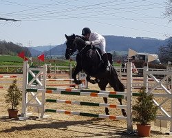 jumper Uzima (Trakehner, 2013, from Münchhausen)