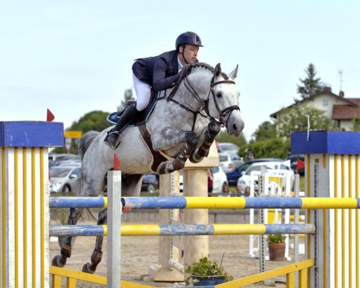 stallion Calais 27 (Holsteiner, 2008, from Clearway)