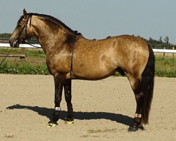 Deckhengst Natal 14 (Lusitano, 1994, von Hercules)