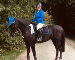 jumper Dai Jin 3 (KWPN (Royal Dutch Sporthorse), 2006, from Skydancer)