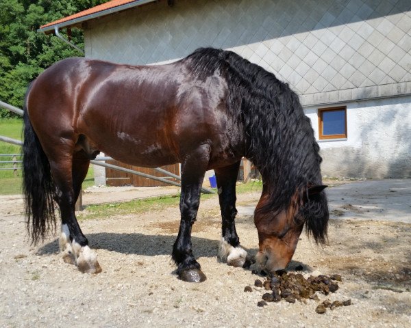 horse Hengst von Ramsauer I (South German draft horse, 2005, from Ramsauer I)