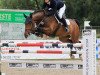 jumper Clinaro 2 (Hanoverian, 2009, from Clinton I)